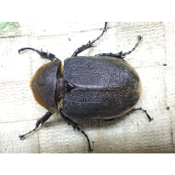画像3: Dh.ヘラクレスオオカブト☆♀68ミリ新成虫単品 (3)