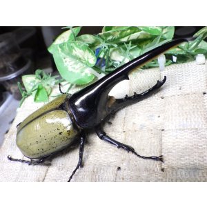 画像: Dh.ヘラクレスオオカブト☆♂138ミリ新成虫単品