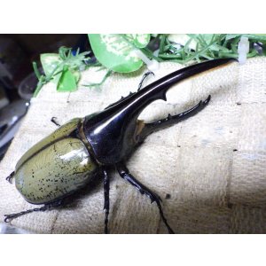 画像: Dh.ヘラクレスオオカブト☆♂123ミリ新成虫単品