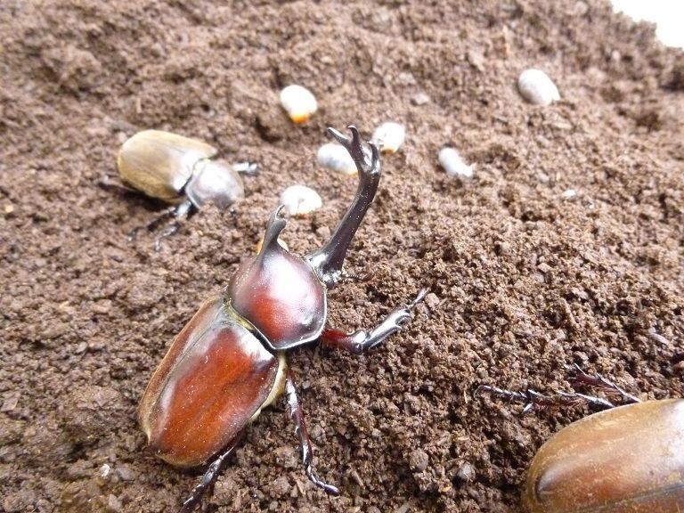 天然採集からの国産カブトムシ☆幼虫5頭セット