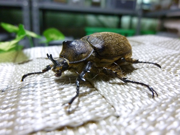 人気希少種！ヨルゲンセン（ミナミヒメゾウカブト）☆2令後期幼虫４頭セット