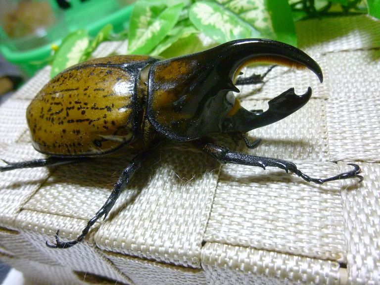 円高還元 Sell様お取引中 マヤシロカブト標本 標本 昆虫標本 95mm