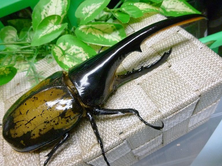昆虫標本 ヘラクレスヘラクレス ヘラクレスオオカブト 美形 大型 - 虫 