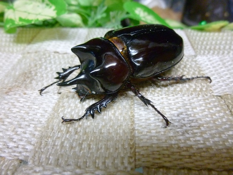 ロンギチョンペルスミツノカブト☆♂46ミリ♀フリーサイズ新成虫ペア