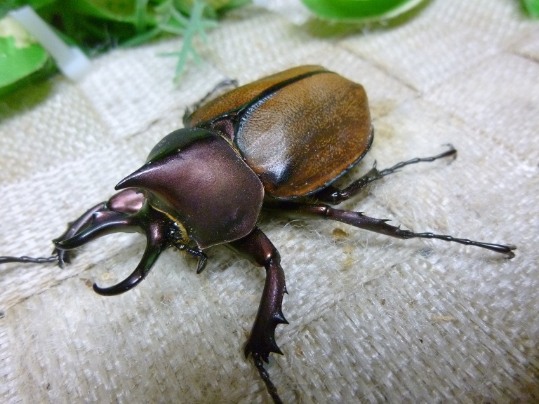 マルガリータヒナカブト☆♂48ミリ♀フリーサイズ新成虫ペア