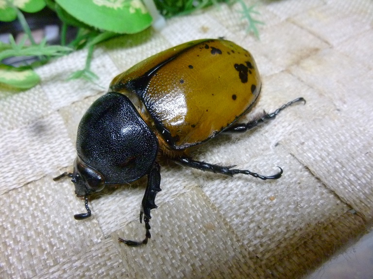 後食開始！マヤシロカブト☆♀63ミリ新成虫単品