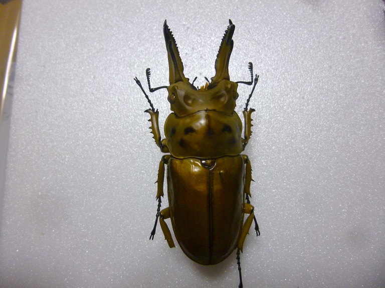 甲虫 標本 - 標本