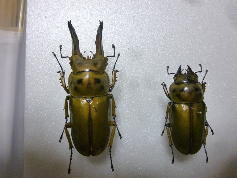 ババオウゴンオニクワガタ幼虫5匹セット - その他