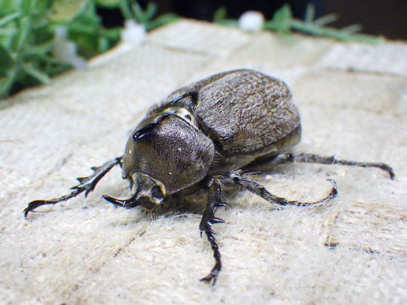 ヨルゲンセンヒメゾウカブト☆♂38ミリ♀37ミリ新成虫ペア