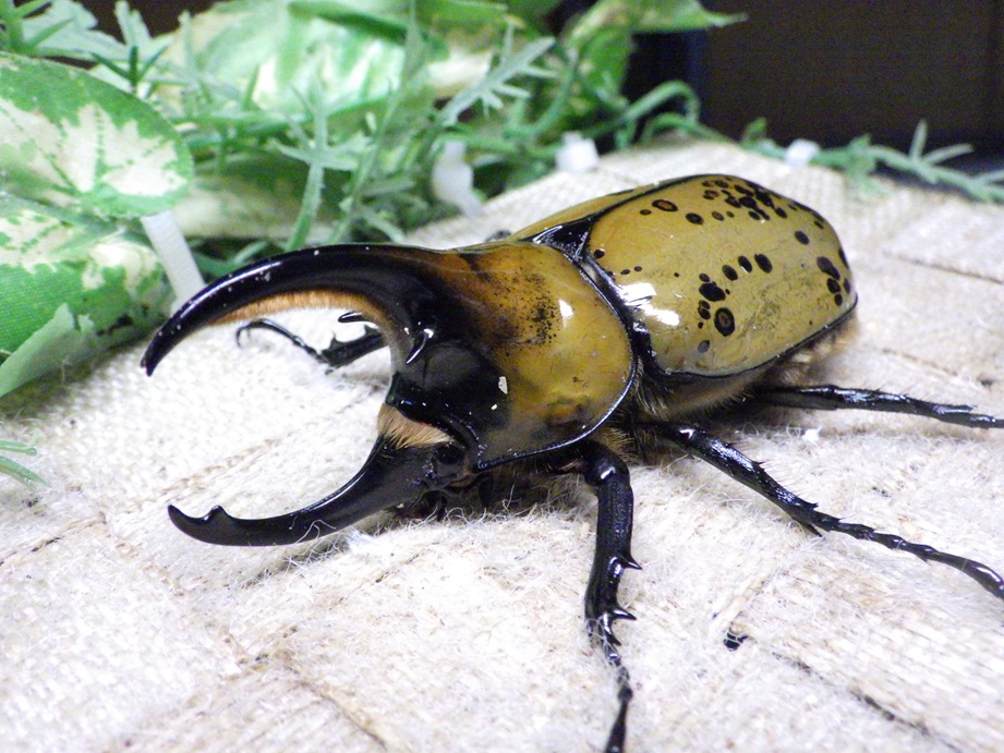 モスのいる生活　カイコ　オオミズアオ　ユガ　3体セット モスのいる生活 カイコ オオミズアオ ユガ 3体セット モスのいる